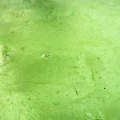 Peridot